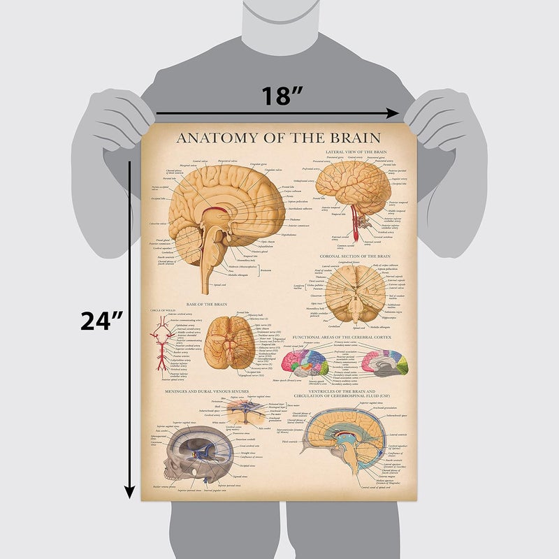 Palace Learning 2 Pack - Vintage Nervous System & Brain Anatomy Posters - Set of 2 Anatomical Charts - Laminated 18" x 24" - Image 2
